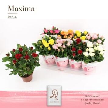 image ROSIER AMOROSA VARIE