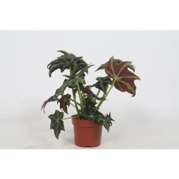 image BEGONIA BLAD