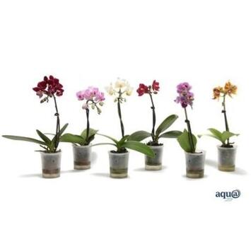 image PHALAENOPSIS 1BR VARIE