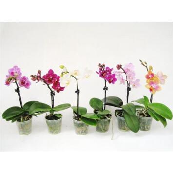 image PHALAENOPSIS 1BR VARIE