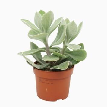 image SENECIO MEDLEY