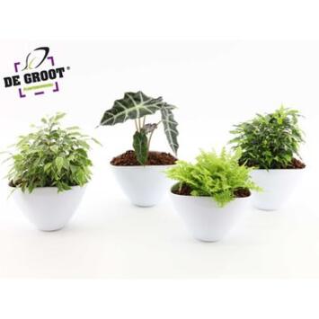 image PLANTES VERTES COUPE CERAM