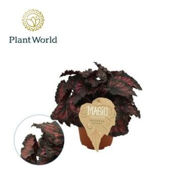 image BEGONIA MAGIC COLOR ETNA