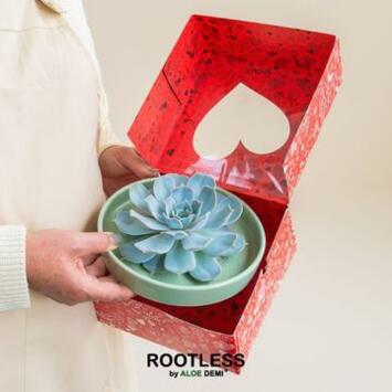image ECHEVERIA COUPE BOITE CADEAU