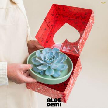 image ECHEVERIA COUPE BOITE CADEAU