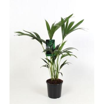 image KENTIA FORSTERIANA 4PP