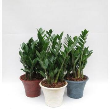 image ZAMIOCULCAS CERAM