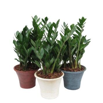 image ZAMIOCULCAS CERAM