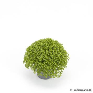 image SELAGINELLE APODA