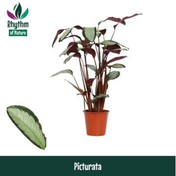 image CALATHEA ARGENTEA