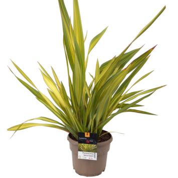 image PHORMIUM TENAX APRICOT QUEEN