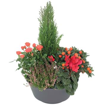 image COUPE EXT AMELIE