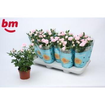 image ROSIER JEWEL ROSE