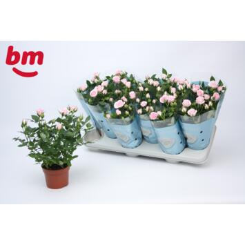 image ROSIER JEWEL ROSE