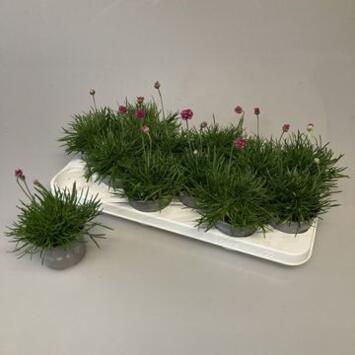 image ARMERIA ARMADA ROSE