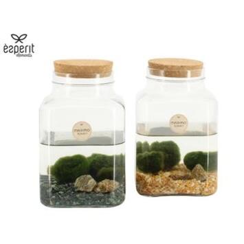 image COMPO PLANTE AQUATIQUE TERRARIUM