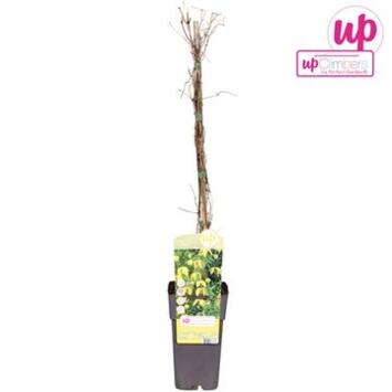 image CLEMATITE TANGUTICA PYRAM