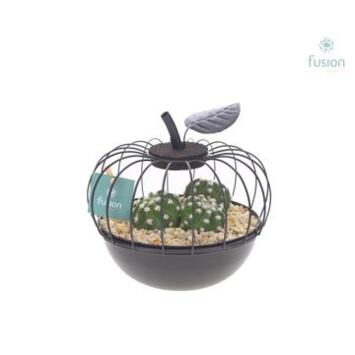 image COMPO CACTUS METAL