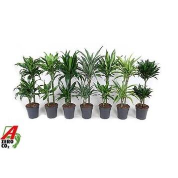 image DRACAENA 45-15 VARIE