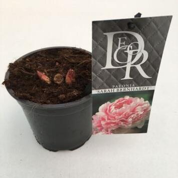 image PAEONIA PIVOINE SARAH BERNHARDT