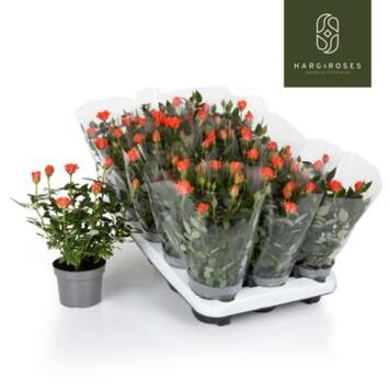 image ROSIER KORDANA CALIBRA