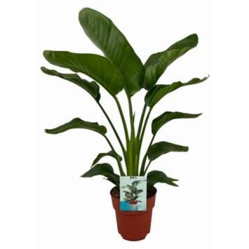 image STRELITZIA NICOLAI