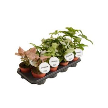 image SYNGONIUM