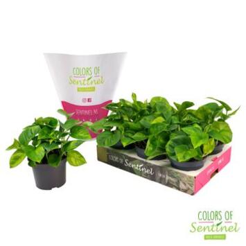 image SCINDAPSUS GLOBAL GREEN