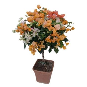 image BOUGAINVILLIER 3COULEURS TRESSE