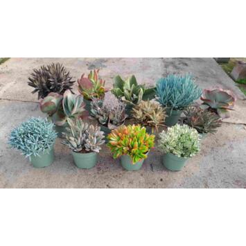 image SUCCULENTE
