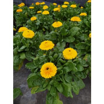 image CALENDULA SOUCI