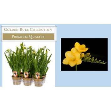 image FREESIA JAUNE
