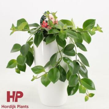 image AESCHYNANTHUS MONA LISA CERAM