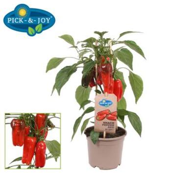 image POIVRON ROUGE