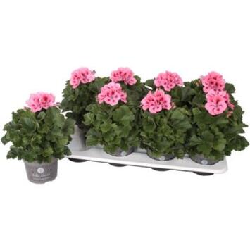 image PELARGONIUM GRANDIFLORUM FLAMINGO