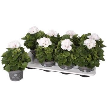 image PELARGONIUM GRANDIFLORUM PALIDO