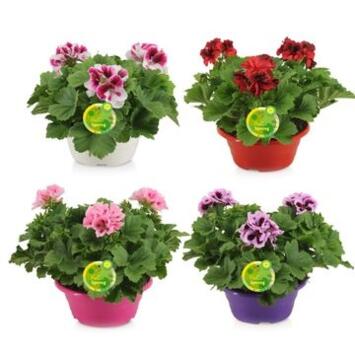 image PELARGONIUM GRANDIFLORUM X3 COUPE