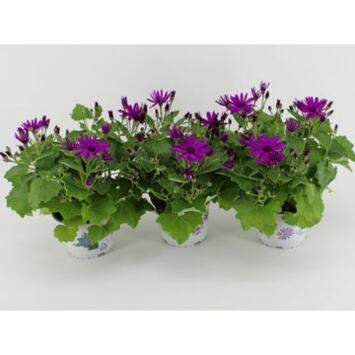 image CINERAIRE FLEURI MAGENTA