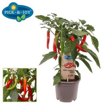 image PIMENT HOT CHILI RED
