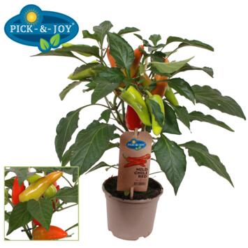 image PIMENT MILD CHILI