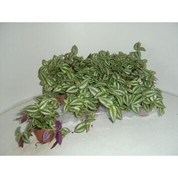 image TRADESCANTIA ZEBRINA