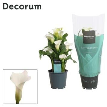 image ARUM BLANC
