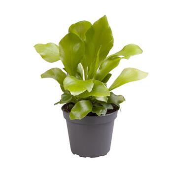 image ASPLENIUM NIDUS