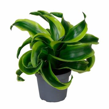 image DRACAENA DRAGON TORNADO