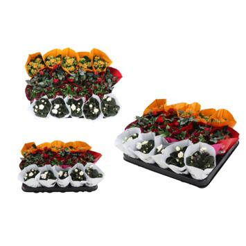 image PLANTES FLEURIES VARIEES
