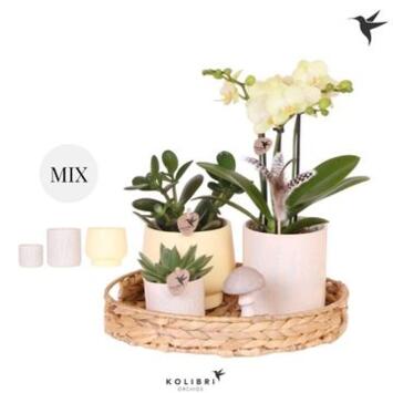 image COMPO 3PLANTES SUPPORT OSIER