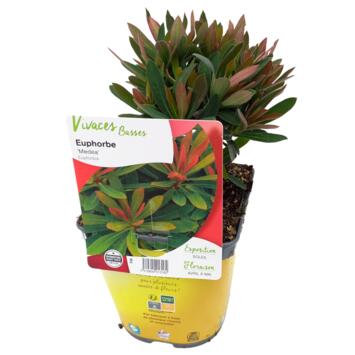 image EUPHORBIA MEDEA
