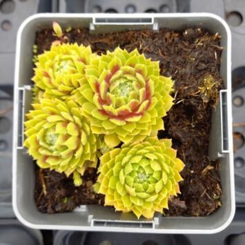 image SEMPERVIVUM LEMON FLARE