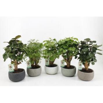 image ARALIA POLYSCIAS CERAM