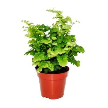 image ADIANTUM MONOCOLOR